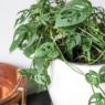 How to Grow and Keep Your Monstera Plant Happy